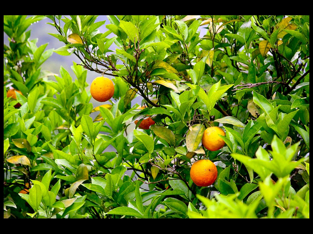 Абхазские апельсины
